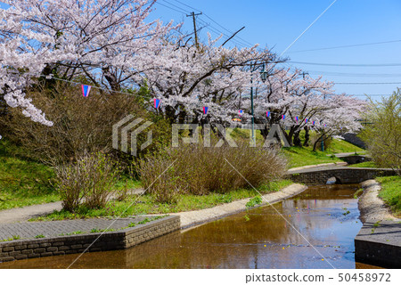秋田市Shinya櫻花節 秋田市Shinya櫻花節 50458972