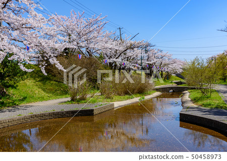 秋田市Shinya櫻花節 50458973