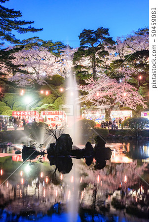 千秋公園的夜櫻花 千秋公園的夜櫻花 50459081