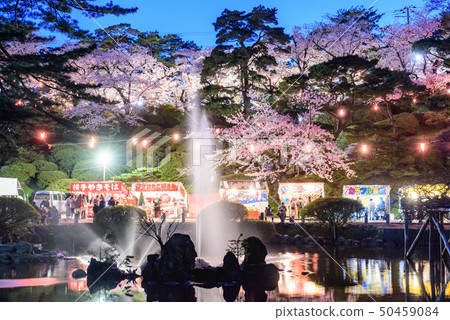 千秋公園的夜櫻花 50459084