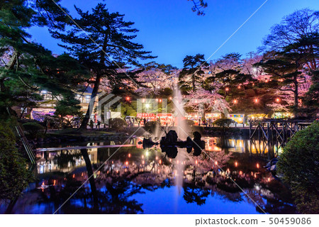 Night cherry blossoms in Chiaki Park 50459086