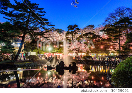 Night cherry blossoms in Chiaki Park Night cherry blossoms in Chiaki Park 50459091