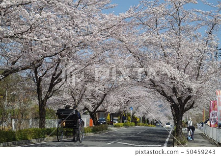 Sakura of Nagatoro Sakura of Nagatoro 50459243