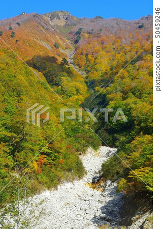 White hair gate autumn leaves White hair gate autumn leaves 50459246