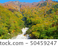 White hair gate autumn leaves 50459247
