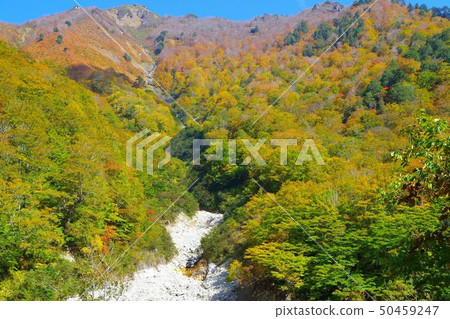 White hair gate autumn leaves White hair gate autumn leaves 50459247