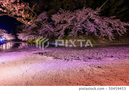 Night Cherry Blossom Hirosaki Castle Cherry Blossom Festival 50459453
