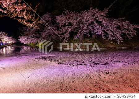Night Cherry Blossom Hirosaki Castle Cherry Blossom Festival 50459454