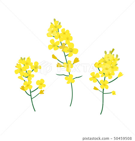 Brassica napus, rapeseed, colza, oil seed, canola vector illustration. The concept of rapeseed oil Brassica napus, rapeseed, colza, oil seed, canola vector illustration. The concept of rapeseed oil 50459508