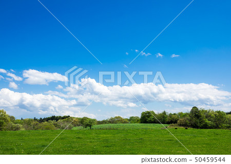 (Tochigi-natural scenery) Ranch 7 under summer sky (Tochigi-natural scenery) Ranch 7 under summer sky 50459544