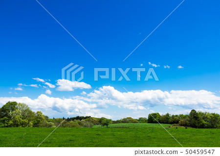 (Tochigi-natural scenery) Ranch 4 under summer sky (Tochigi-natural scenery) Ranch 4 under summer sky 50459547