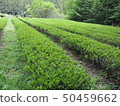 Fresh green tea plantation 50459662