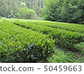 Fresh green tea plantation 50459663