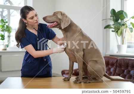 Veterinary surgeon and weimaraner dog at vet clinic 50459791