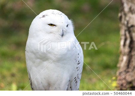 Beautiful standing portrait of the snowy owl Beautiful standing portrait of the snowy owl 50460044