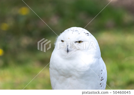 Beautiful standing portrait of the snowy owl Beautiful standing portrait of the snowy owl 50460045