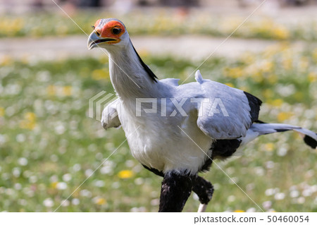Beautiful scretary bird hunting for its prey Beautiful scretary bird hunting for its prey 50460054