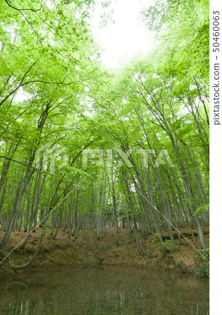 Tokamachi City, Niigata Prefecture / Beech of Beautiful Forest 50460063