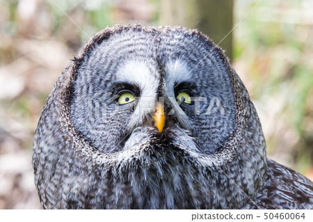 The beautiful great grey owl posing and facing The beautiful great grey owl posing and facing 50460064