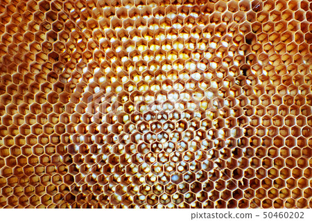 empty wax bee texture empty wax bee texture 50460202
