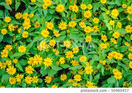 yellow zinnia field yellow zinnia field 50460457
