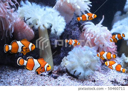 Sea anemone and clown fish Sea anemone and clown fish 50460711