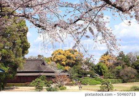 Sakura in Koishikawa Korakuen garden, Okayama, Sakura in Koishikawa Korakuen garden, Okayama, 50460713