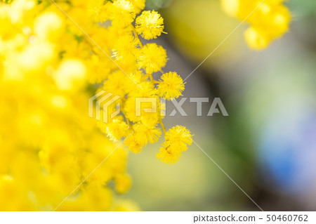 [東京]相思花 50460762