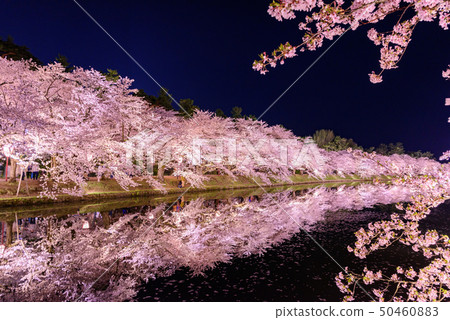 Hirosaki Castle Cherry Blossom Festival 50460883