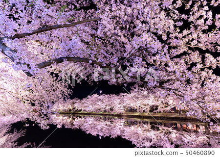 Hirosaki Castle Cherry Blossom Festival Hirosaki Castle Cherry Blossom Festival 50460890