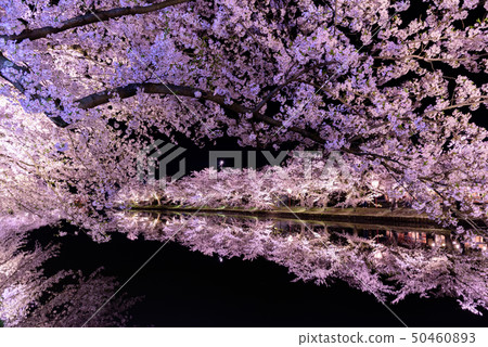 Hirosaki Castle Cherry Blossom Festival 50460893