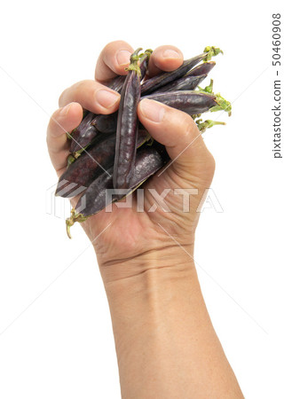 Cleopatra beans 50460908