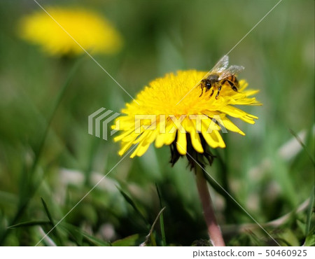 Bee Bee 50460925