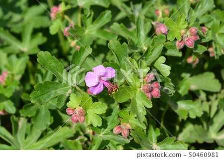 Rock cranesbill 50460981