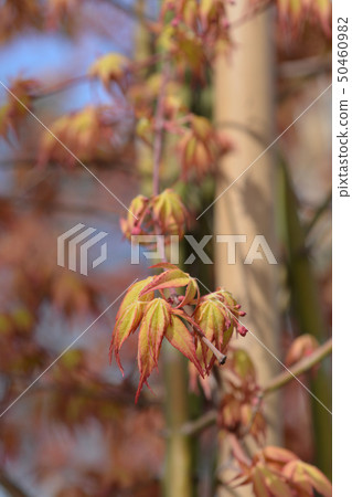 Japanese Maple Japanese Maple 50460982