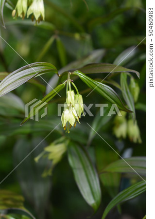 Fairy bells Night Heron Fairy bells Night Heron 50460983