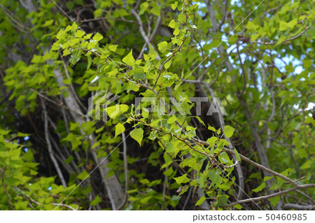 Lombardy poplar 50460985