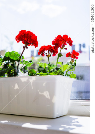 Red geranium flowers on windowsill at home balcony window Red geranium flowers on windowsill at home balcony window 50461306