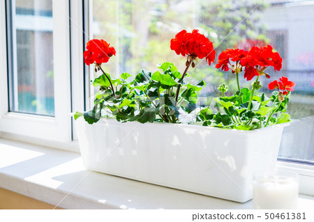 Red geranium flowers on windowsill at home balcony window 50461381