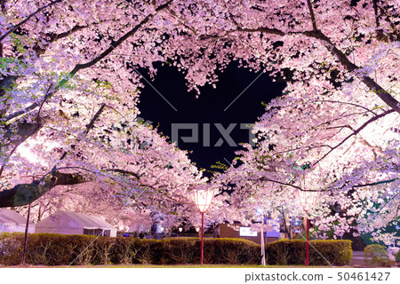 心櫻桃 心櫻桃 50461427