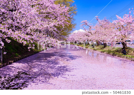 弘前城櫻花節 50461830
