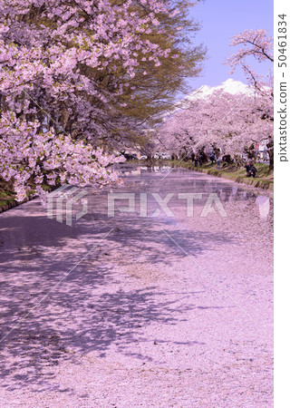 Hirosaki Castle Cherry Blossom Festival 50461834