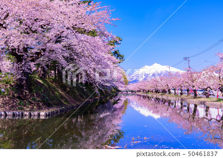 弘前城櫻花節 弘前城櫻花節 50461837