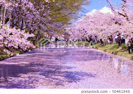 Hirosaki Castle Cherry Blossom Festival 50461848