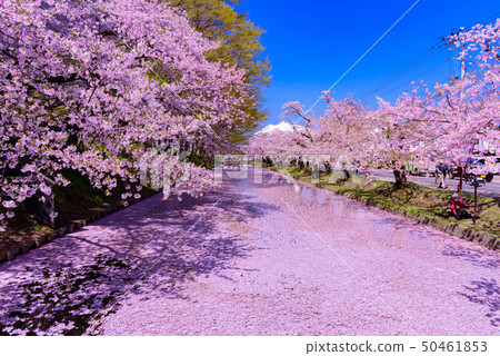 弘前城櫻花節 50461853