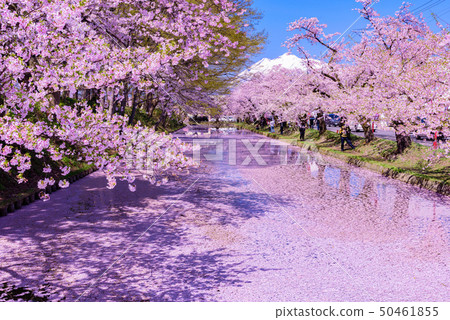 弘前城櫻花節 50461855
