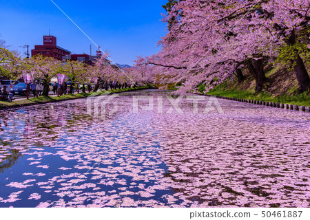 Hirosaki Castle Cherry Blossom Festival 50461887