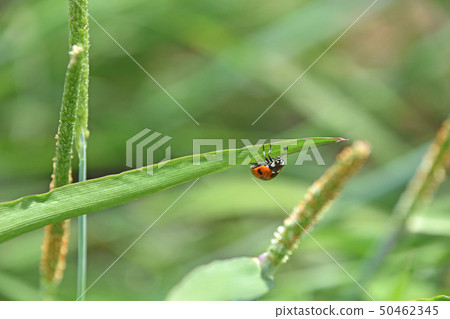 Ladybird ladybird 50462345