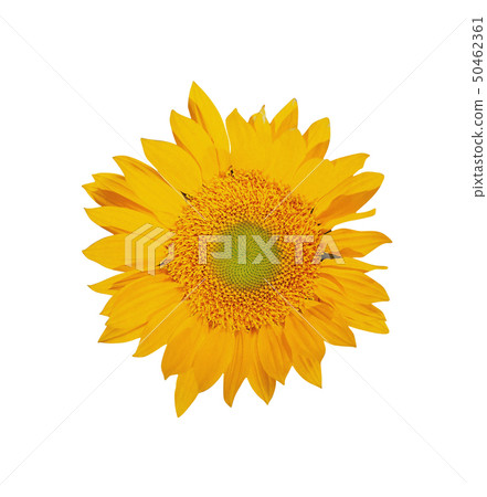 one big sunflower round 50462361