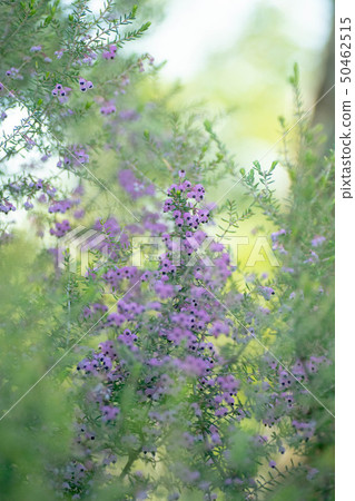 Janome Erika 50462515